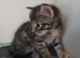 Begal mix kitten girl 10 weeks