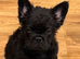 C2 FLUFFY French bulldogs READY NOW