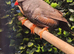 Charcoal finch