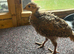 Ringneck pheasant chicks