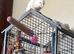Moluccan cockatoo