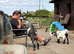 2 friendly 8 month old Pygmy goats