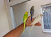 super silly hand tamed baby budgies