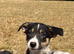 Stunning collie puppies for sale