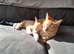Boy ginger