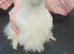 Silkie believed to be a cockeral