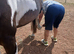 Reduced. 3 yr old Tobiano Thoroughbred x black and white cob Mare
