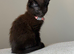 Brown female kitten
