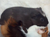 2 guinea pig brothers