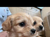 7 cavalier King Charles puppy’s
