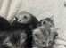 Stunning tica registered full pedigree mainecoon kittens both parents fully health tested