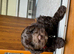 10 week old Cockapoo looking for a new forever home