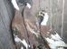 Trio of runner ducks