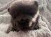 Chow chow puppies for sale