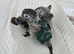 Handreared Turquoise conures