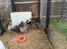 Mixed breed pullets
