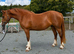 STUNNING Chestnut Roan Welsh D Filly!