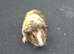 Male guinea pigs