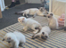 Beautiful Ragdoll Babies