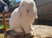 Pure bred Mini lop
