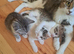 ️ Beautiful Loving Kittens Looking for Their Forever Homes ️