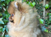 *Beautiful pedegre pomeranian pup*