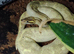 Mardi gras male python with full setup