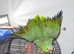 5 year old male Red Lored Amazon Parrot