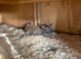 New Zealand &times; Thuringer Rabbits - Monmouthshire
