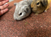 Baby guinea pigs pairs