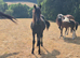 Friesian x yearly for sale