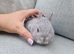 Netherland dwarf baby