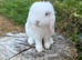 Mini lop buck