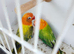 Green Euwing opaline and green opaline split both blue