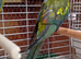 Regency Parrots (Rockpebblers)