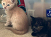 Beautiful female kittens