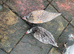 Have few laying hens for sales