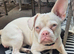 French bull dog