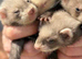 Ferrets reasy now all types colors beautiful