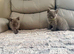 British longhair kittens