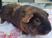 Adult Satin Boar