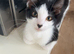 Beautiful boy kitten