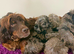 Beautiful puppies