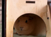 2x female guinea pigs 7 months old