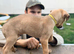 Lurcher puppies. 5 boys 1 girls left