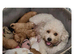 Cavapoochon