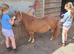 6yo shetland mare