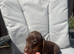 Miniature dachshunds puppies