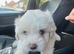 Maltese puppy last male