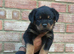 Pure German Rottweiler Puppies For Sale